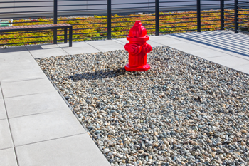 Dog walk area